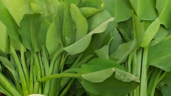 Dianggap Gulma Ternyata Superfood! Fakta Genjer Bisa Cegah Anemia dan ...