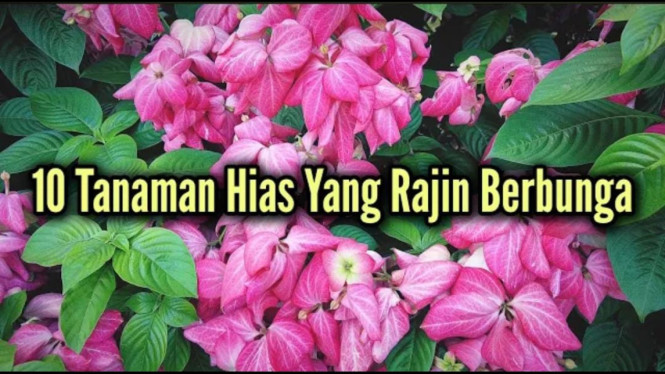 Bikin Pangling! 15 Tanaman Hias Legendaris Biar Halaman Rumah Secantik ...