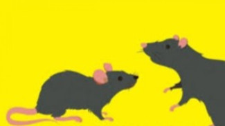 Awas, 60 Persen Infeksi ke Manusia Berasal dari Binatang