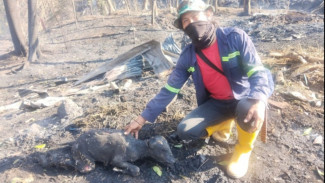 Ngeri, Sapi-Sapi Ikut Terpanggang di Lokasi Kebakaran TPA Jatibarang Semarang