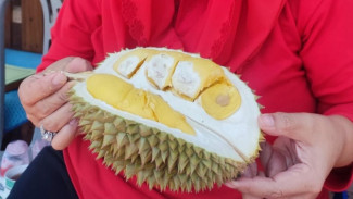 Durian Malika, Legit, Tebal dan Manis Unggulan Kota Semarang