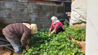 Warga Bulusan Semarang Sukses Urban Farming, Bisa Panen Cabai dan Sayur