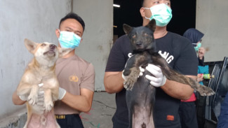 Animal Hope Shelter Indonesia Apresiasi Bantuan Penanganan Anjing yang Diduga Akan Dijagal