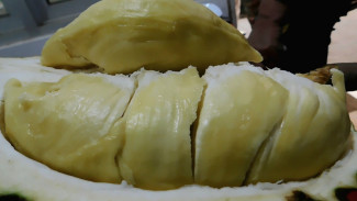Berburu Durian Kumbokarno, Si Bongsor Gemoy Berdaging Tebal Asli Semarang
