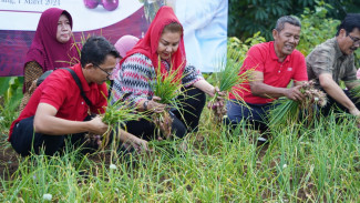 Mbak Ita Panen Bawang Merah Varietas Bima,  Kota Semarang Menuju Mandiri Bawang Merah