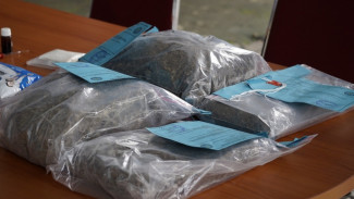 BNN Jateng Tangkap Pelaku Pengiriman Ganja 6 Ribu Gram dari Sumut ke Tegal
