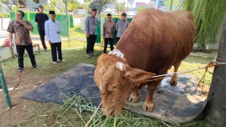Sapi Jumbo Berbobot 1,25 Ton Sumbangan Presiden Jokowi untuk Kurban di Masjid Baiturrahman Semarang