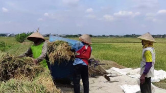 Wah, Nilai Tukar Petani Provinsi Jateng Capai Angka 113,79, Jadi yang Tertinggi di Pulau Jawa