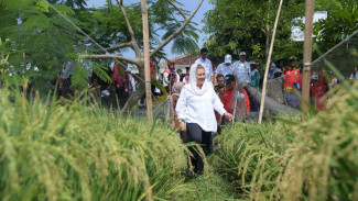 Keren, Padi BRIN Varietas Biosalin di Lahan Rob Semarang Tumbuh Subur dan Siap Dipanen