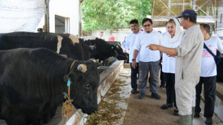 Wuiiiih, Kota Semarang Sudah Kembangbiakan Sapi Wagyu Ala Jepang