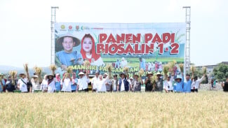 Keren, Semarang Panen Perdana Padi di Lahan Rob Air Asin