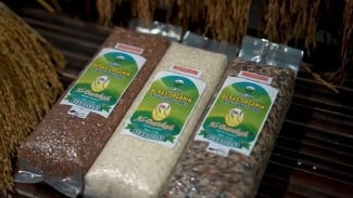 Desa Sejahtera Astra Bangkitkan Petani Desa Ketapang Semarang Dengan Pertanian Organik