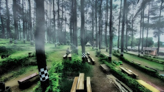 Wisata Baon Pinus Gonoharjo, Kendal: Keindahan Alam Pegunungan dan Pemandian Air Panas