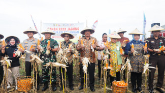 Ikut Panen Raya Jagung, Nana Sudjana Minta Dijadikan Motivasi Swasembada Pangan