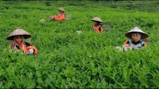 Kebun Teh Pagilaran Batang. Kebun Teh Pagilaran Batang.