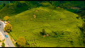Kebun Teh Rancabali Ciwidey, Kabupaten Bandung. Kebun Teh Rancabali Ciwidey, Kabupaten Bandung.