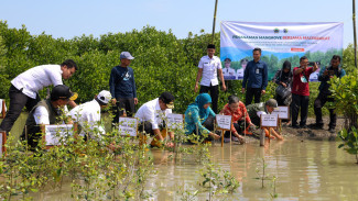 Taj Yasin dan Warga Sayung Demak Tanam 1.000 Mangrove Untuk Cegah Rob