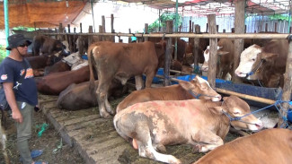 Jelang Idul Adha, Badan Karantina Jateng Cek Hewan Kurban, Cek Potensi Penyakit Mulut dan Kuku
