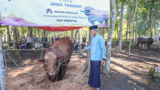Presiden Beli 36 Sapi Kurban dari Peternak Lokal, Dibahikan di Jateng