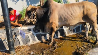 Mengenal Sapi Peranakan Ongole, Sapi Berbobot Hampir 1 Ton yang Disumbangkan Bambang Pacul Untuk Kurban