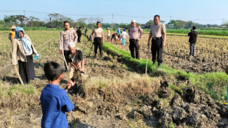 Polisi Gropyok Ratusan Tikus di Persawahan Grobogan Jawa Tengah