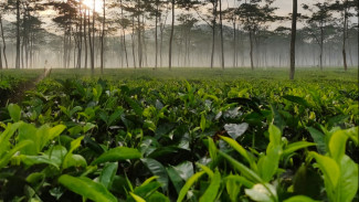 Pemalang yang Terkenal Panas, Ternyata Punya Kebun Teh Indah Berhawa Dingin Menyejukkan, Ini Lokasinya