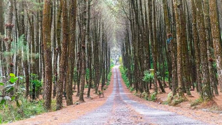 Pinusan Kragilan: Pesona Hutan Pinus di Kaki Gunung Merbabu, Hanya 1 Jam dari Salatiga!