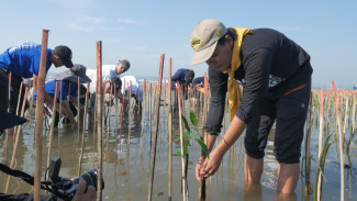 Aksi Peduli Lingkungan, Mahasiswa Baru Udinus Tanam 3.154 Bibit Mangrove