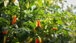 Cegah Cabai Langka di Jawa Tengah, Petani Dapat Kemudahan Pinjaman Modal