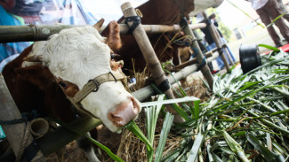 Jateng Jadi Salah Satu Produsen Daging Tertinggi Nasional, Tapi Daging Sapi dan Susu Harus Digenjot Lagi