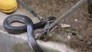 Ngeri, Ular Kobra Bersarang rumah Warga Beserta Telur-Telurnya di Pemalang