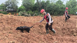 Anjing Pelacak Dikerahkan Untuk Temukan 13 Warga Hilang Musibah Longsor Cilacap