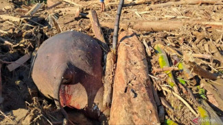 Gajah Terseret Banjir di Aceh, Tertinggi di Dekat Pemukiman Warga
