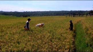 Padi Organik Lebih Cuan? Desa Kemetul Buktikan Tanpa Pupuk Kimia Bisa Lebih Untung