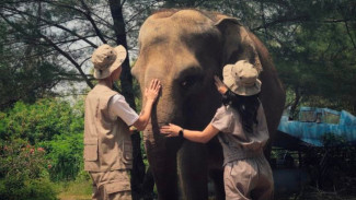 Semarang Zoo Patuhi Surat Edaran KSDAE Soal Penghentian Peragaan Gajah Tunggang