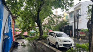 Baliho dan Puluhan Pohon Tumbang Disapu Angin di Semarang, Satu Orang Meninggal