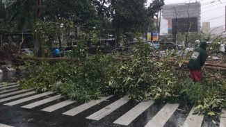 Pemkot Semarang Gerak Cepat Evakuasi Pohon Tumbang Akibat Cuaca Ekstrem