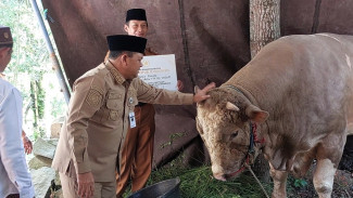 Sapi Kurban Presiden Prabowo Seberat 1 ton Diterima Warga Pelosok Desa Kab. Semarang