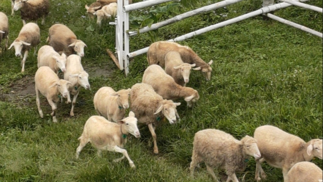 Suasana di Little Ranch Umbul Sidomukti Bandungan Semarang.