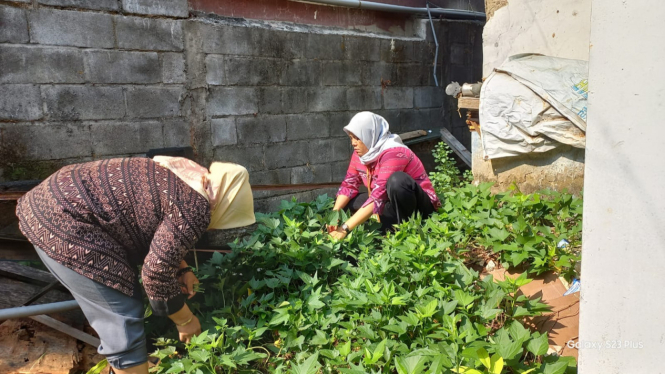 Warga panen urban farming di Bulusan Semarang.