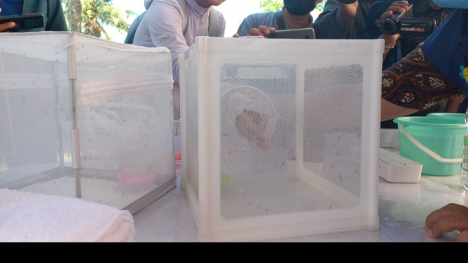 Pengembangbiakan nyamuk Wolbachia di Semarang.