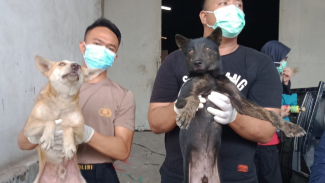 Anjing yang diselamatkan Polrestabes Semarang.