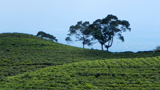 Panorama kebun teh Medini.