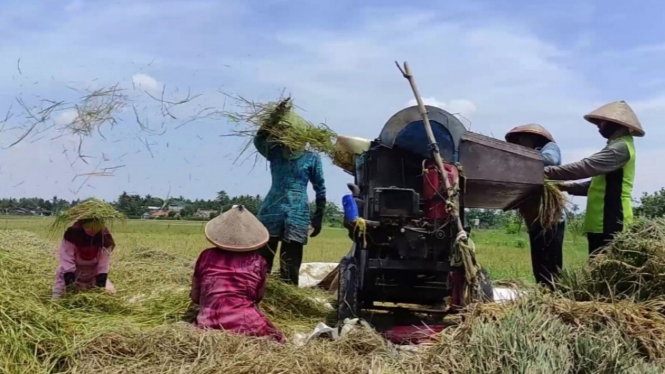 Petani panen padi di Kendal Jawa Tengah.
