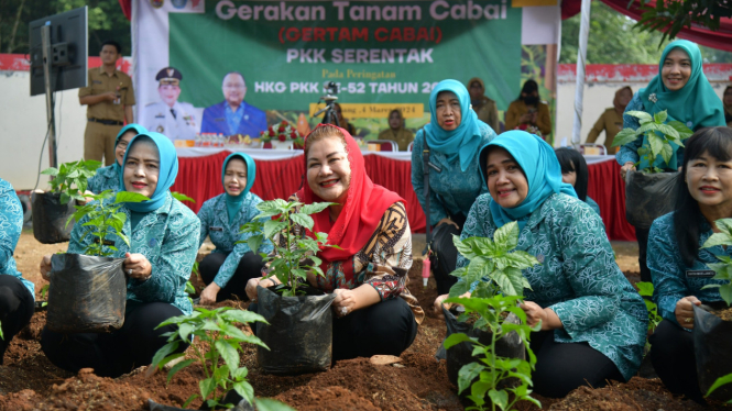 Walikota Semarang panen sayur dan tanam cabai urban farming.