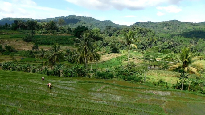 Panorama sawah bertingkat di Desa Sumberahayu Kendal.