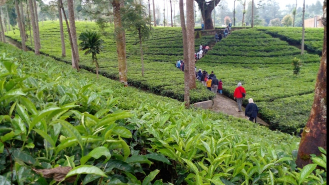 Wisata kebun teh Tambi Wonosobo.