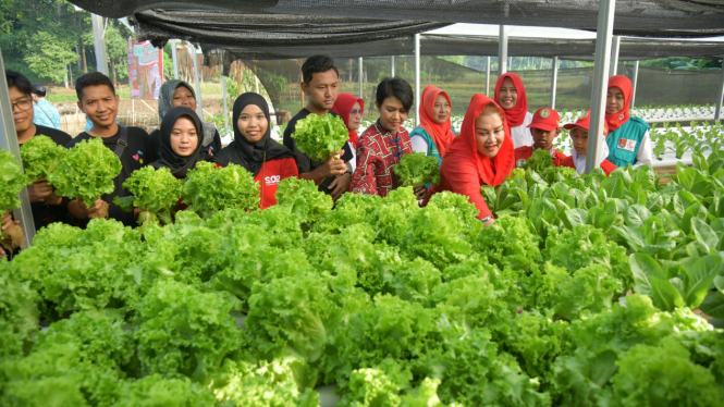 Mabk Ita panen sayuran di Gunungpati Semarang.