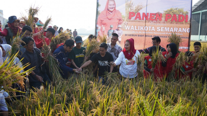 Wali Kota Semarang panen padi.