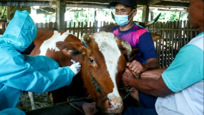 Menjelang Iduladha dokter hewan cek kesehatan ternak